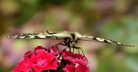 Swallowtail Papilio machaon