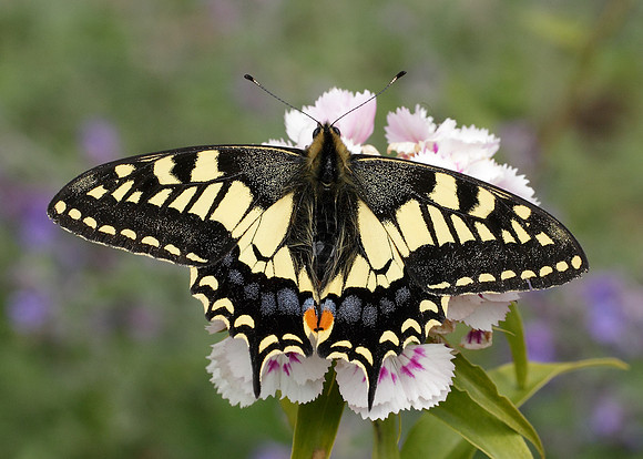 Swallowtail Papilio machaon