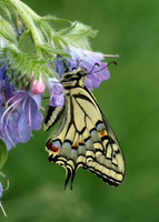 Swallowtail Papilio machaon