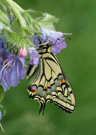 Swallowtail Papilio machaon