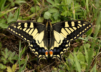 Swallowtail Papilio machaon