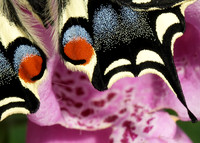 Swallowtail Papilio machaon