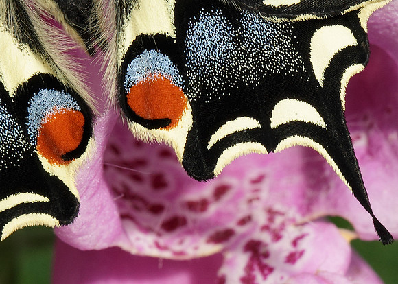 Swallowtail Papilio machaon
