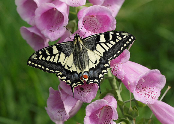 Swallowtail Papilio machaon
