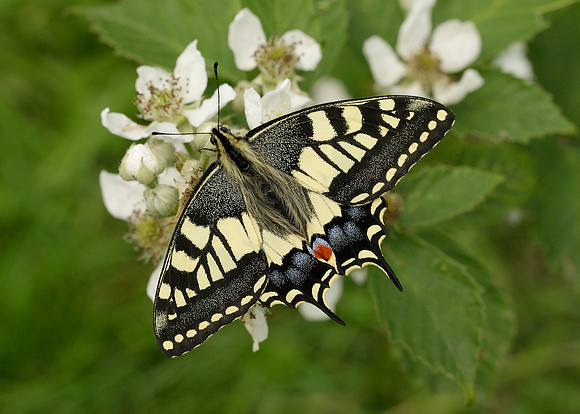 Swallowtail Papilio machaon