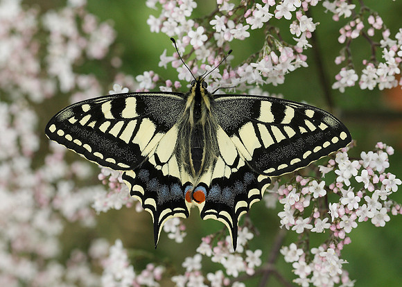 Swallowtail Papilio machaon