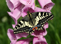 Swallowtail Papilio machaon