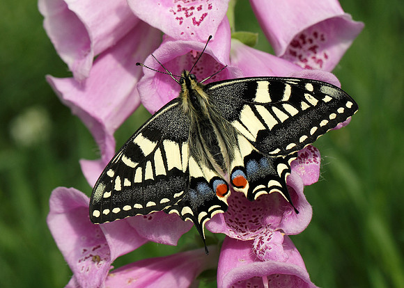 Swallowtail Papilio machaon