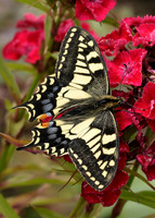 Swallowtail Papilio machaon