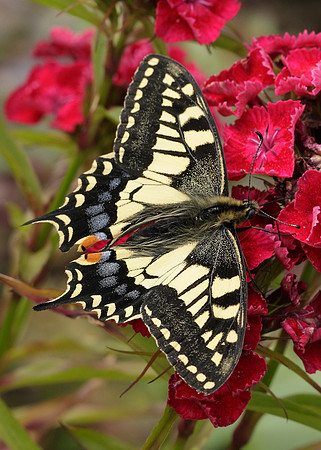 Swallowtail Papilio machaon