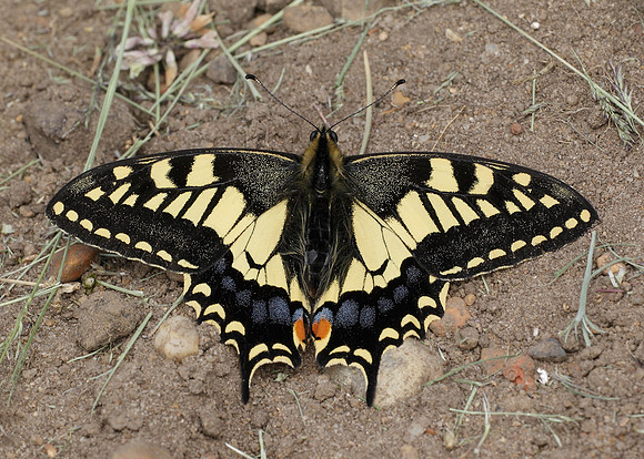 Swallowtail Papilio machaon