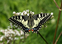 Swallowtail Papilio machaon