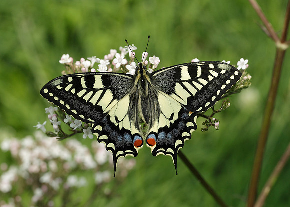 Swallowtail Papilio machaon