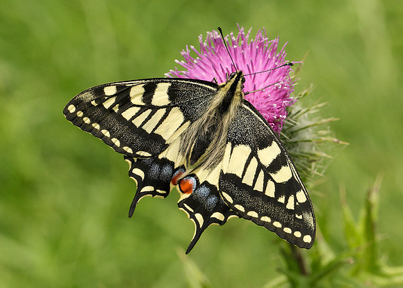 Swallowtail Papilio machaon
