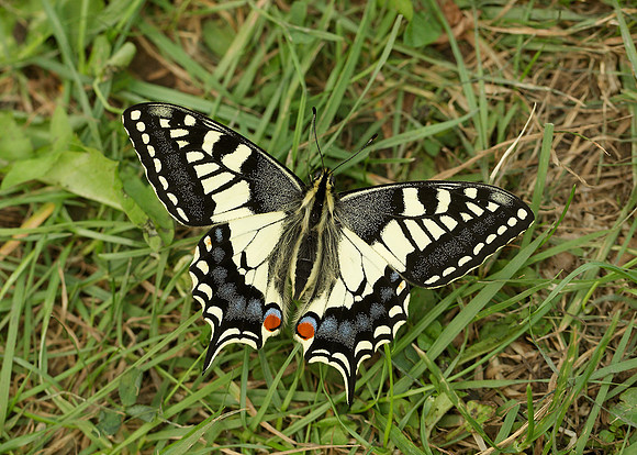 Swallowtail Papilio machaon