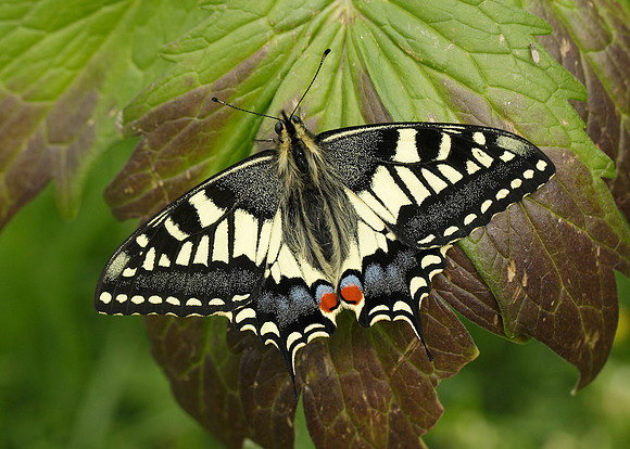 Swallowtail Papilio machaon