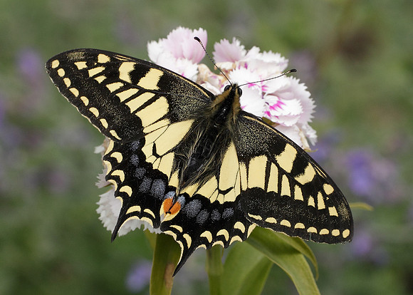 Swallowtail Papilio machaon