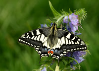 Papilionidae Swallowtail