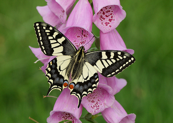 Swallowtail Papilio machaon