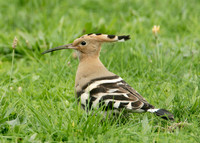 Hoopoe Upupa epops