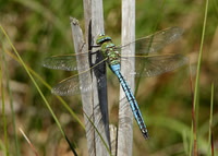 Emperor Dragonfly Anax imperator