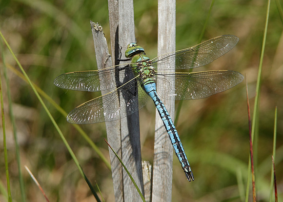 Emperor Dragonfly Anax imperator