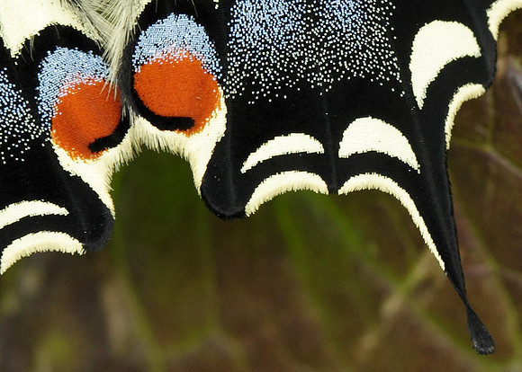 Swallowtail Papilio machaon