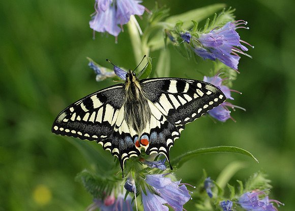 Swallowtail Papilio machaon
