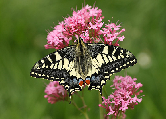 Swallowtail Papilio machaon