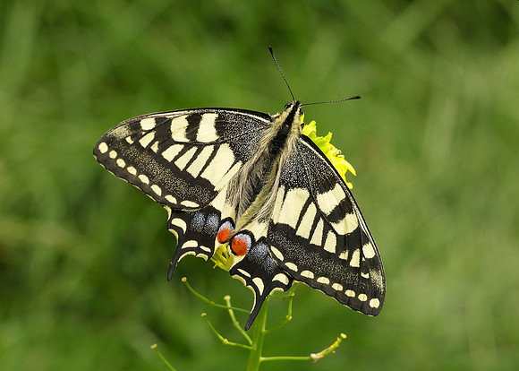 Swallowtail Papilio machaon
