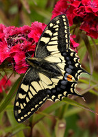 Swallowtail Papilio machaon