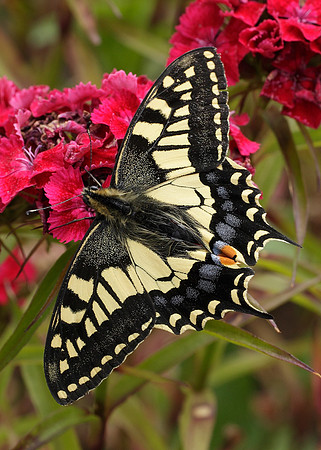 Swallowtail Papilio machaon