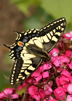 Swallowtail Papilio machaon