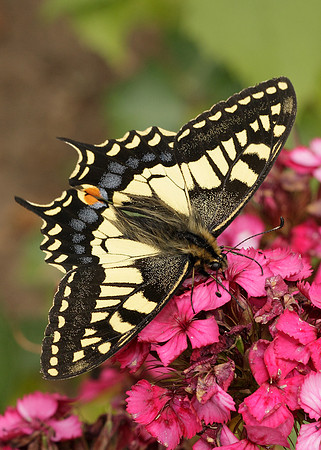 Swallowtail Papilio machaon