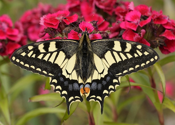 Swallowtail Papilio machaon