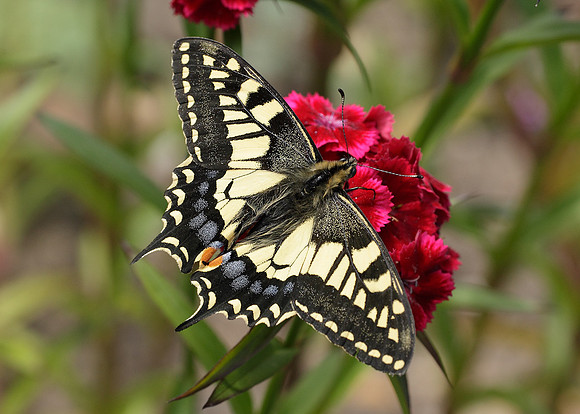 Swallowtail Papilio machaon