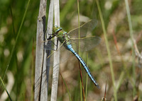 Emperor Dragonfly Anax imperator