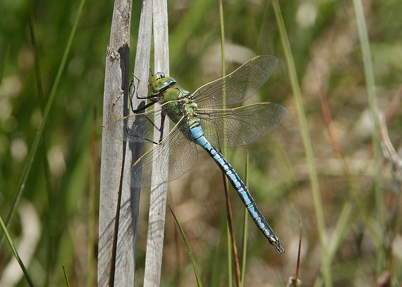 Emperor Dragonfly Anax imperator