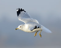Ring-billed Gull, Strathclyde Park, long stayer.