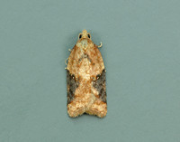 49.066 BF1038 Acleris laterana