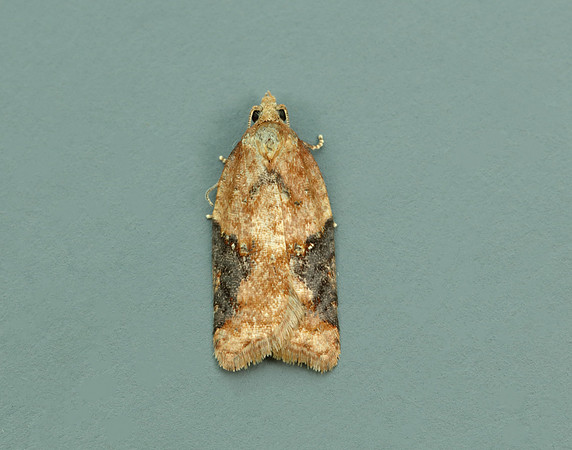 49.066 BF1038 Acleris laterana