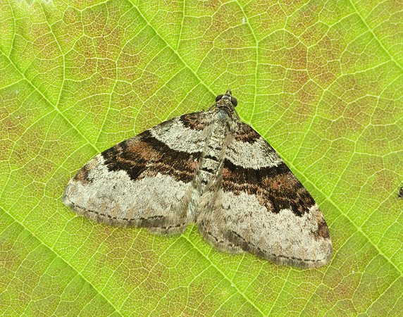70.053 BF1722 Flame Carpet Xanthorhoe designata