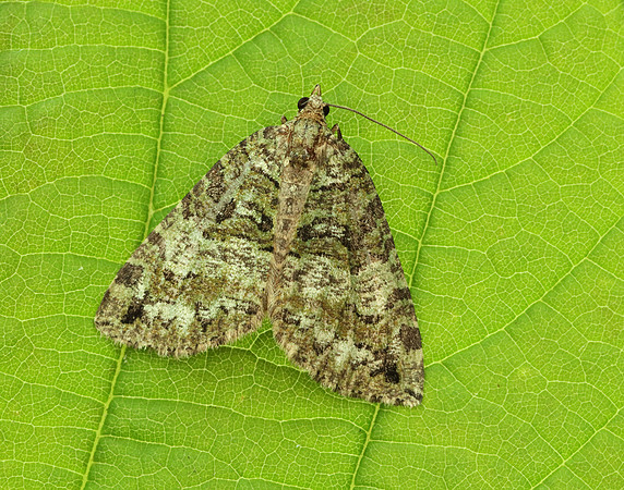70.074 BF1777 July Highflyer Hydriomena furcata