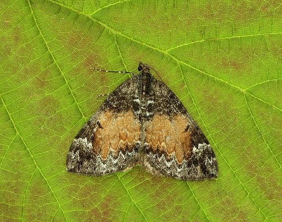 70.097 BF1764 Common Marbled Carpet Dysstroma truncata