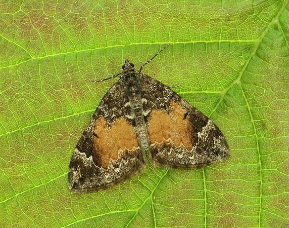 70.097 BF1764 Common Marbled Carpet Dysstroma truncata