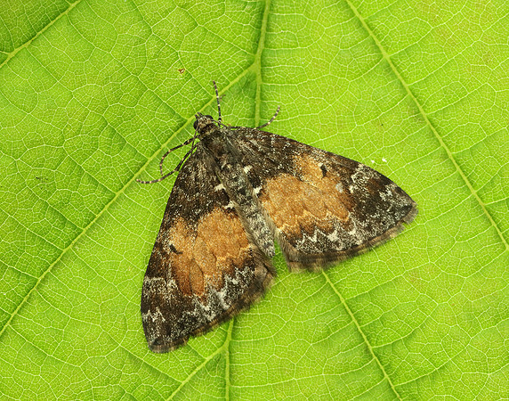 70.097 BF1764 Common Marbled Carpet Dysstroma truncata