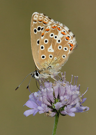 Adonis Blue Polyommatus bellargus