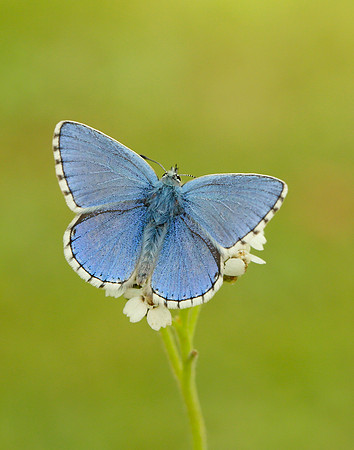 Adonis Blue Polyommatus bellargus