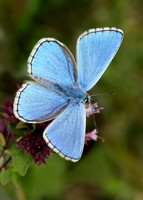 Adonis Blue Polyommatus bellargus