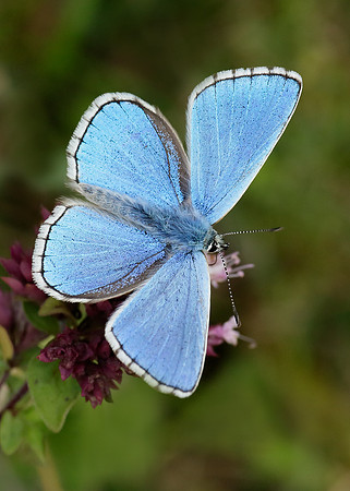 Adonis Blue Polyommatus bellargus